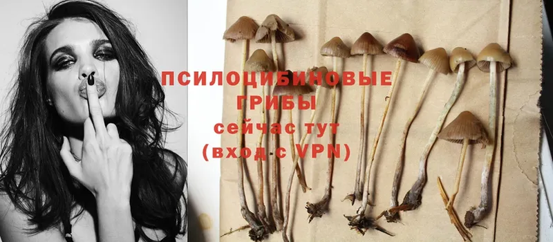 купить наркотики сайты  Агидель  Галлюциногенные грибы Psilocybine cubensis 